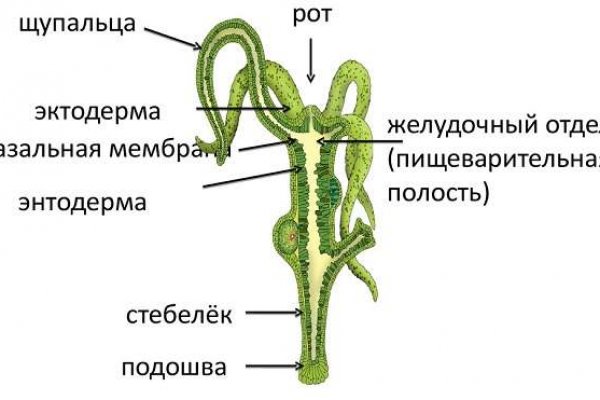 Кракен клир ссылка