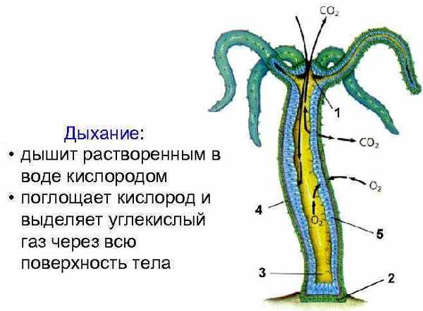 Кракен перейти