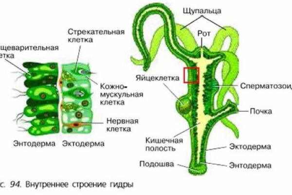 Ссылка на кракен в браузере