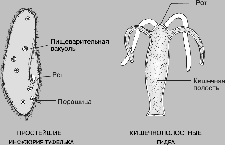 2krn ссылка